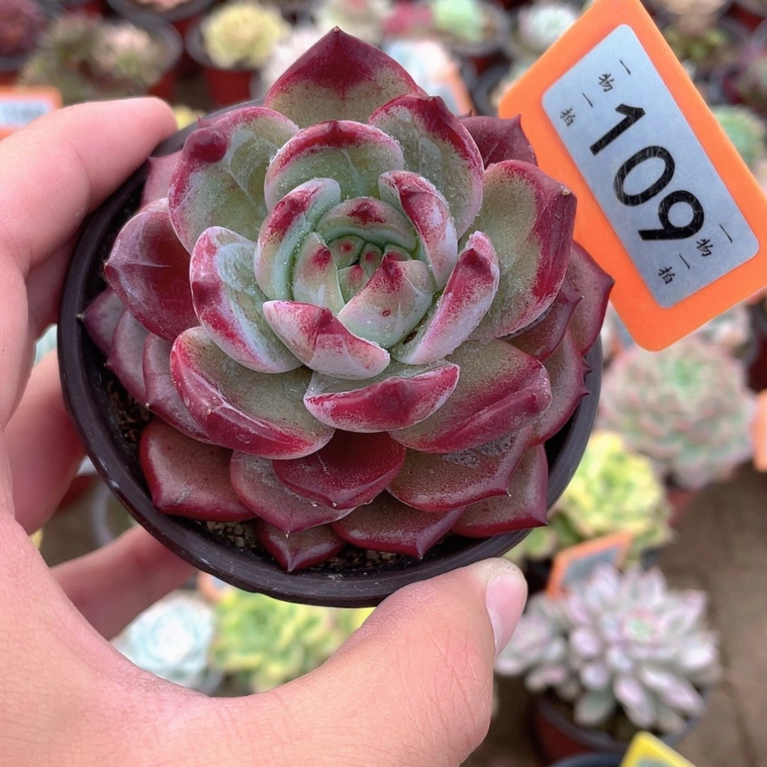 红胖子109号多肉植物