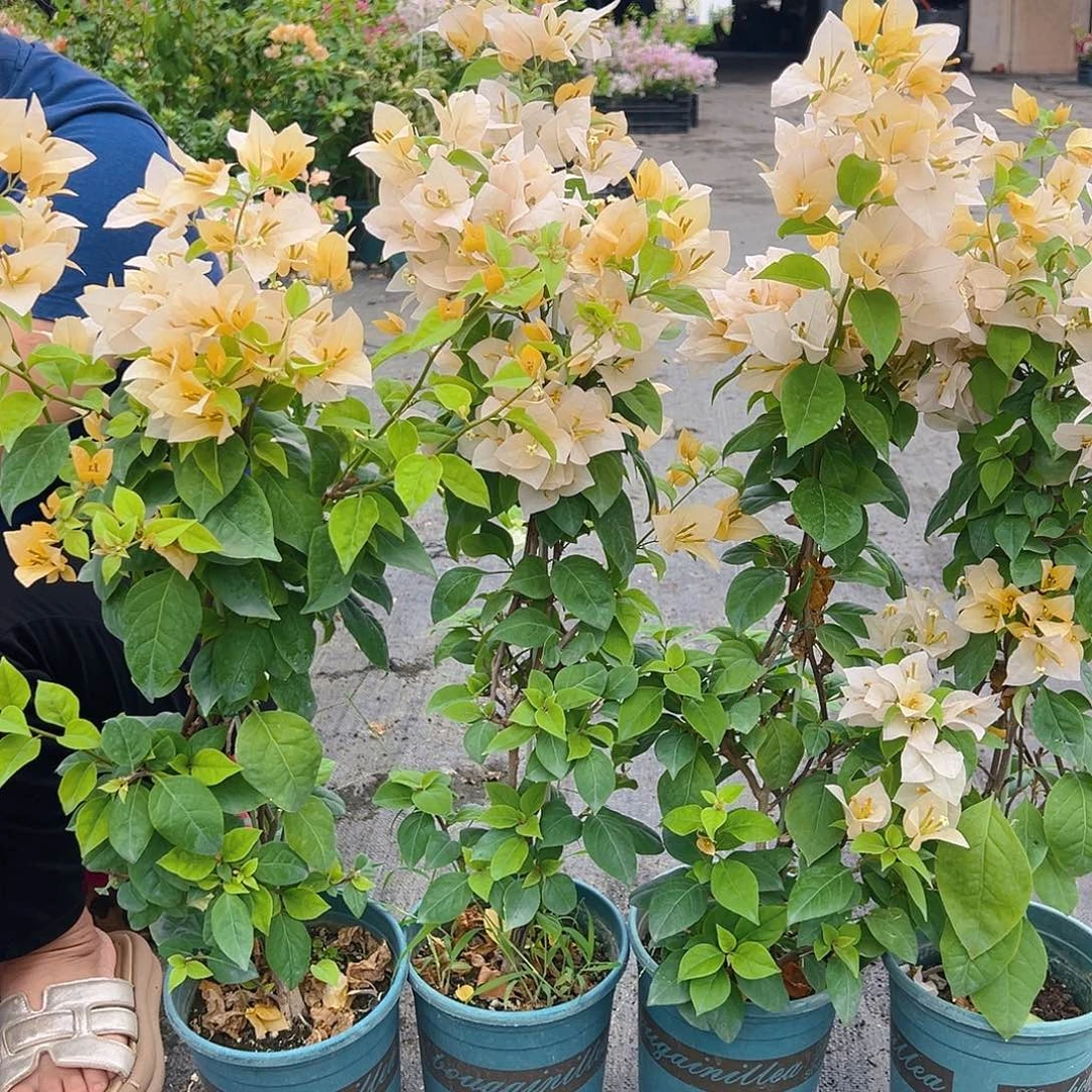 大部分花苞少量开放苏瓦娜带竹一颗