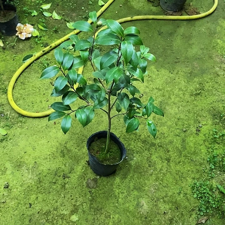 奇妙矮桥。      茶花。