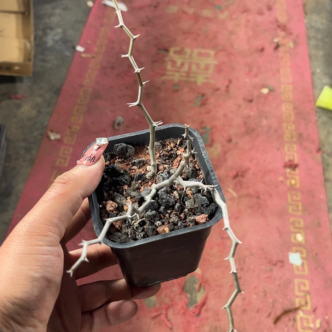 弯曲龙单头发货单头发