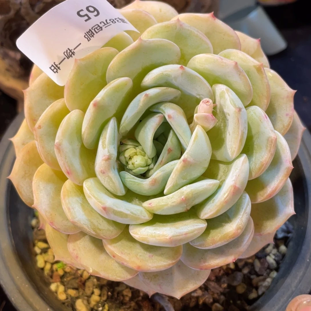 65劳林单头多肉植物