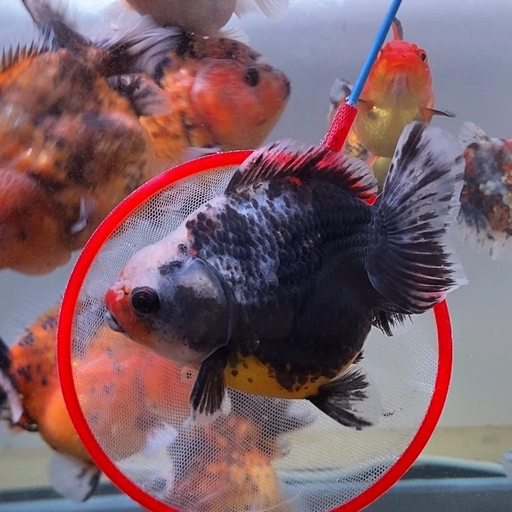 海水鱼精品泰狮系列