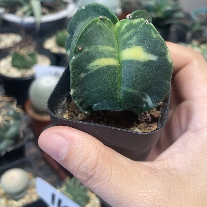 实生鸾凤玉锦仙人球一颗