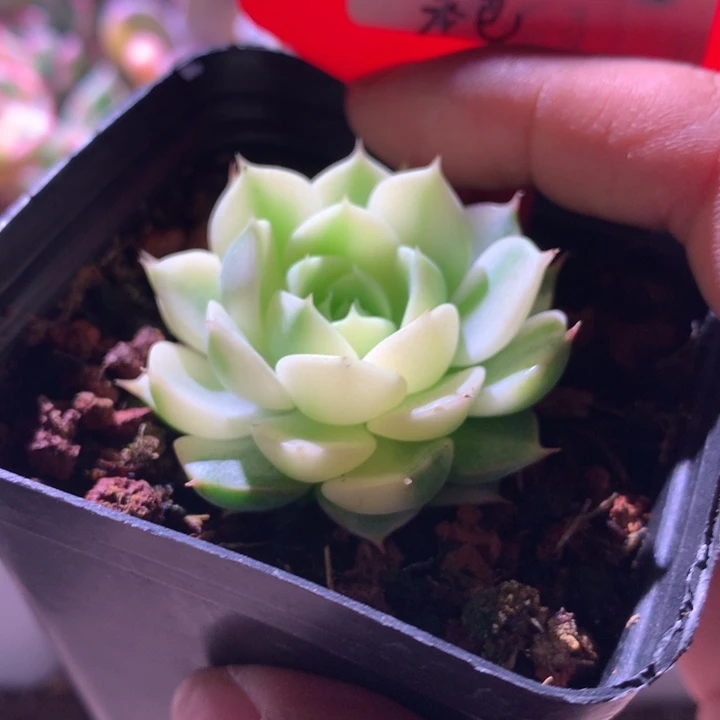 笨巴覆轮锦有根有