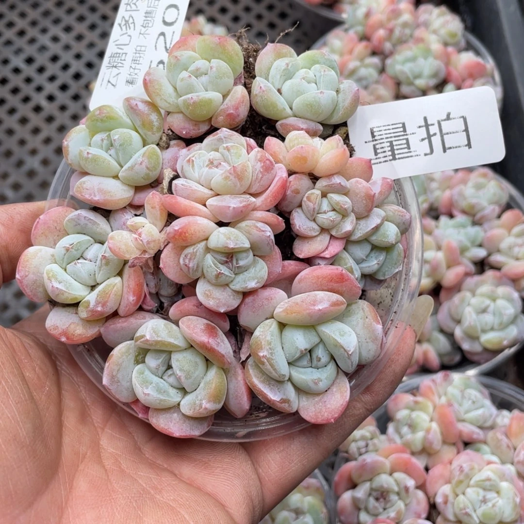 云糖心多肉植物520