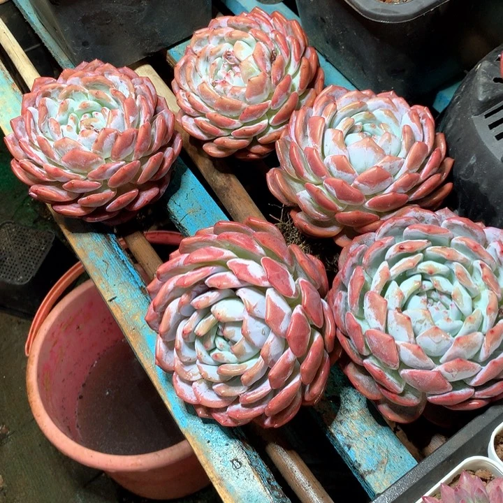 180盆老桩星影橙梦露16.8一颗