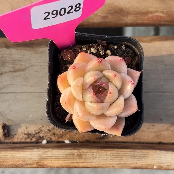 淘***气糖心。  29028号。