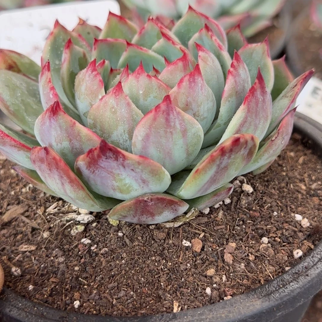 花脸拉丝惊鸿一物一拍包装收缩花旱336