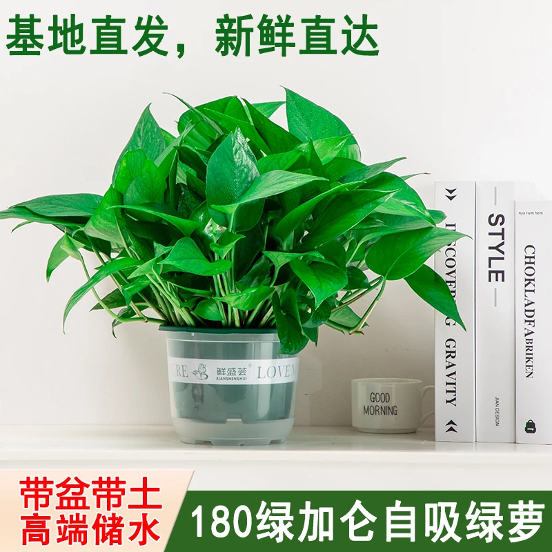 绿萝盆栽室内吸除甲醛好养植物净化空气水培植物花卉长藤绿箩