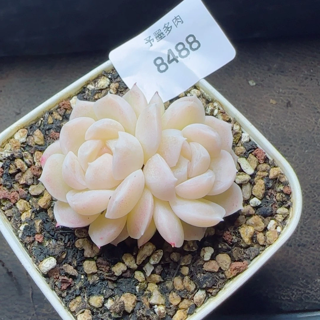D***比孤月珍妮，8488多肉植物