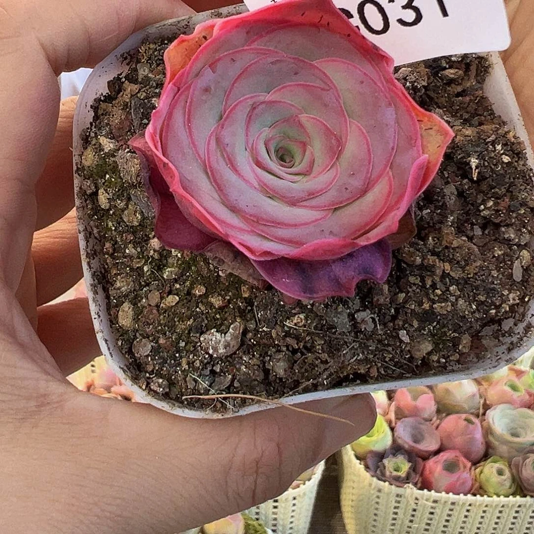 ?**呀C031。 福袋。