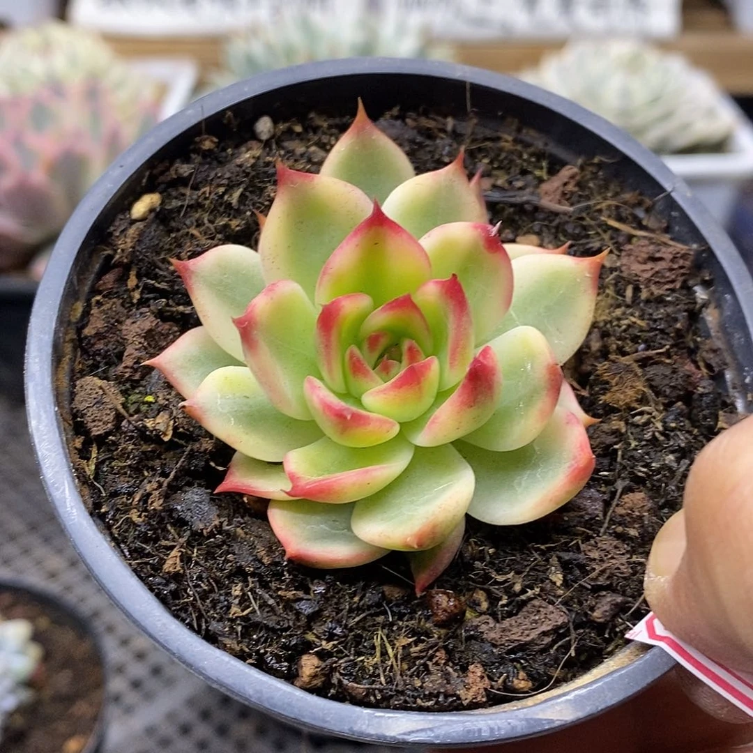 2549 桃花覆轮锦
