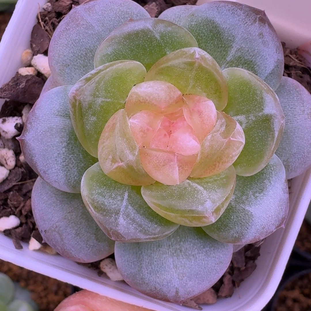 0918-45-玉茗单头