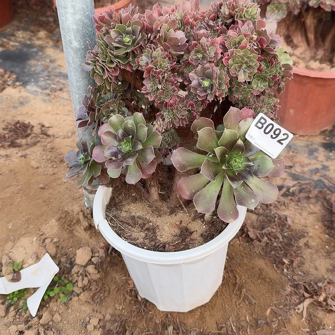 092火玫瑰朵朵一颗满28包邮