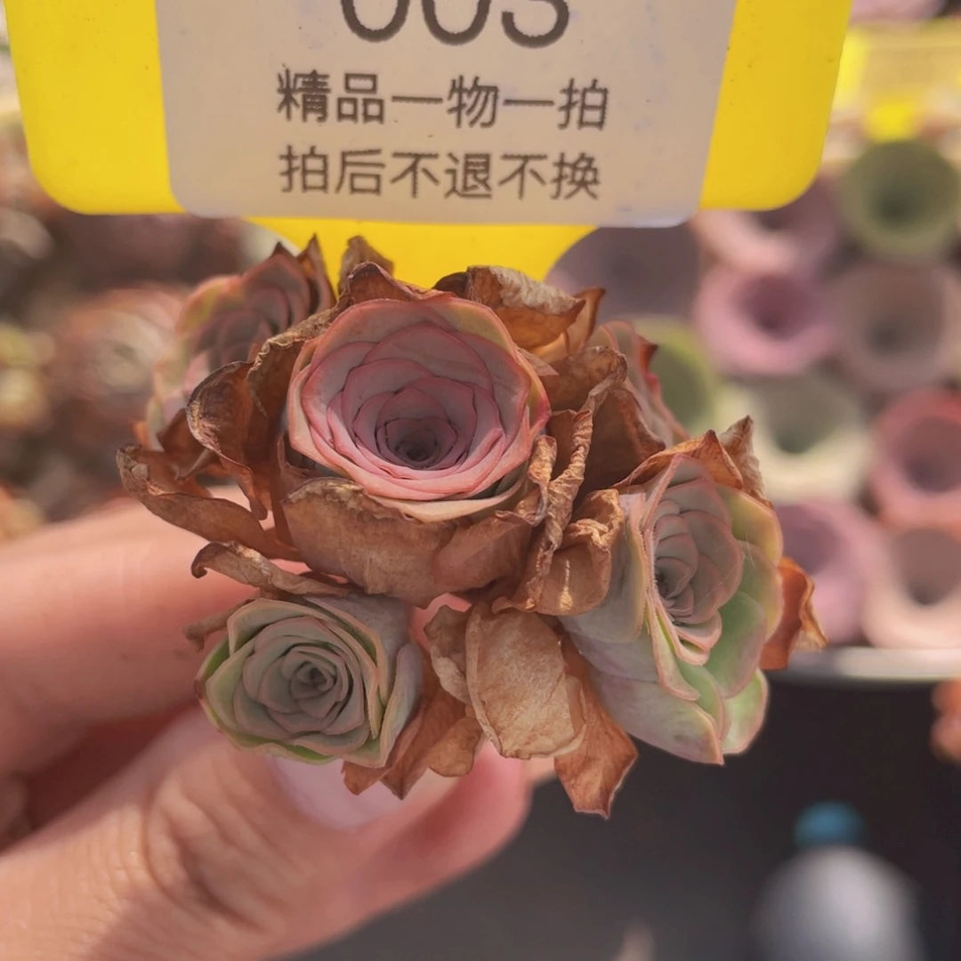 山地玫瑰003满38包邮裸根发货