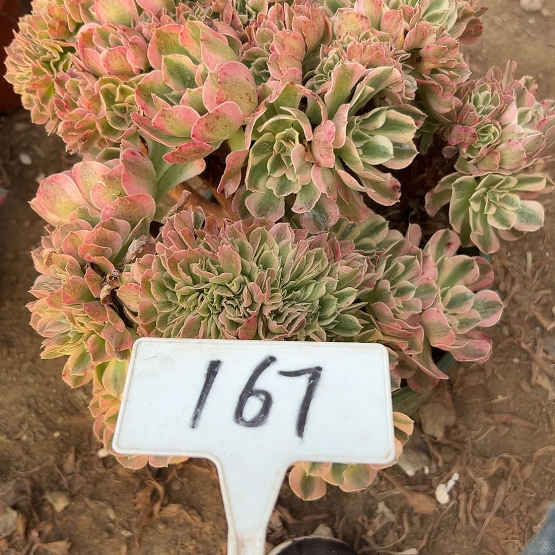 多肉植物粉女巫缀花167断支