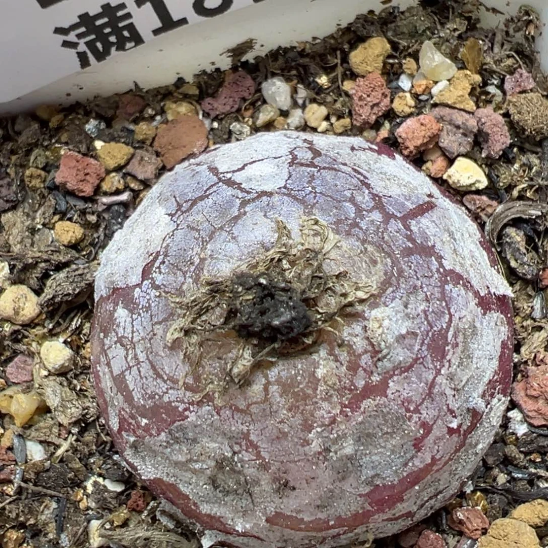 【闪购商品】238……