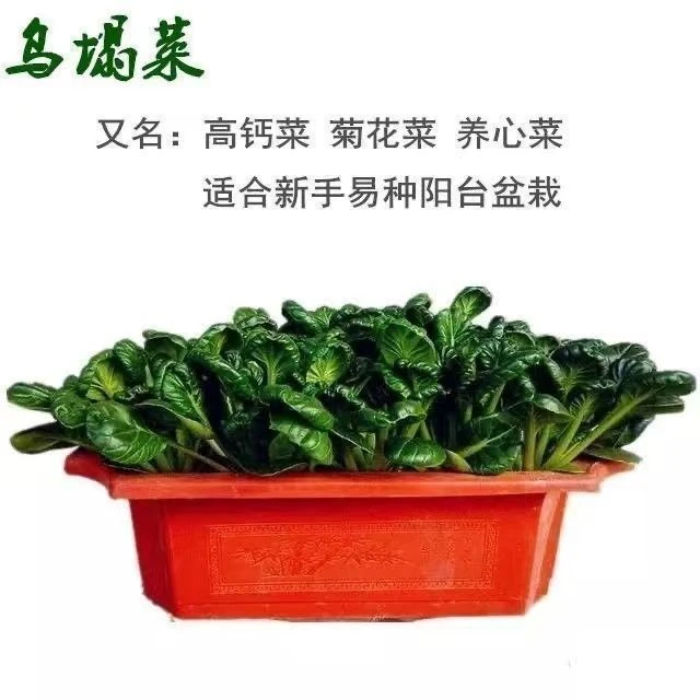 【满5包包邮】乌塌菜和黄心乌可选 香菜蔬菜种子菜籽耐热
