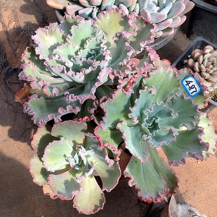 487舞会 一物一拍多肉