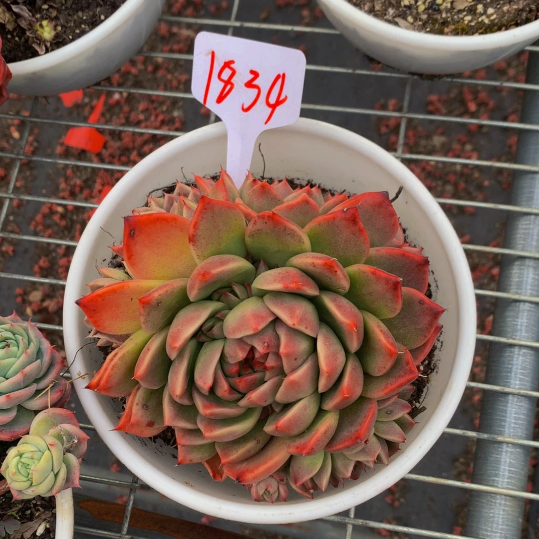 一物一拍1834-6-13