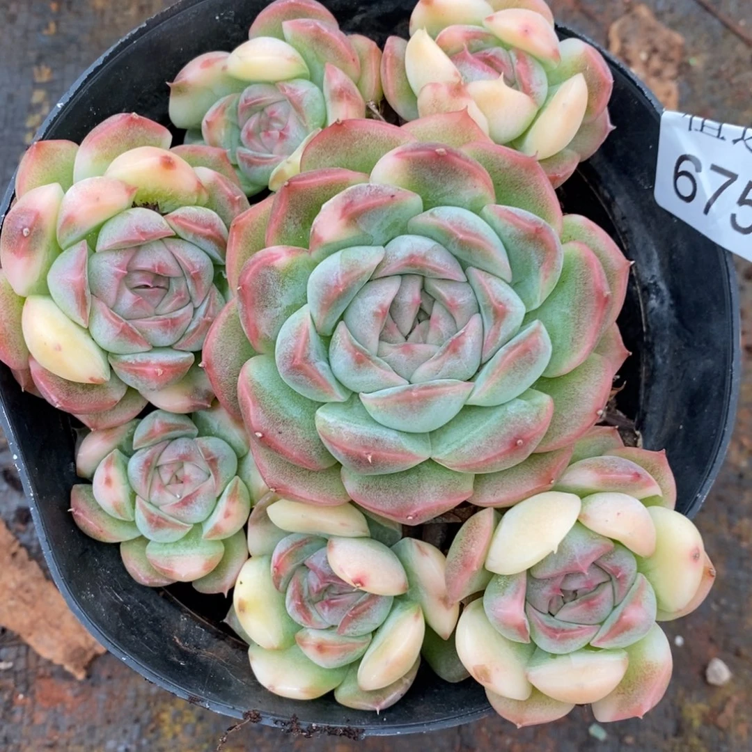 早***3不包整散掉头6755~12厘米