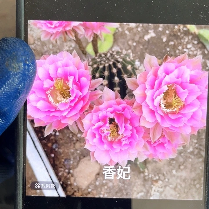 香妃侧芽歪5公分左右满18包邮