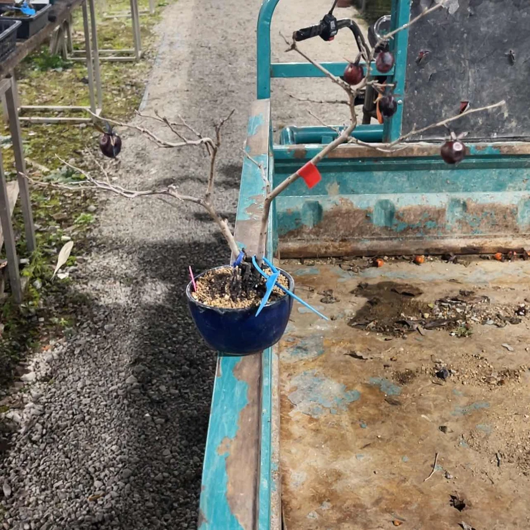 【闪购商品】老鸦明*500