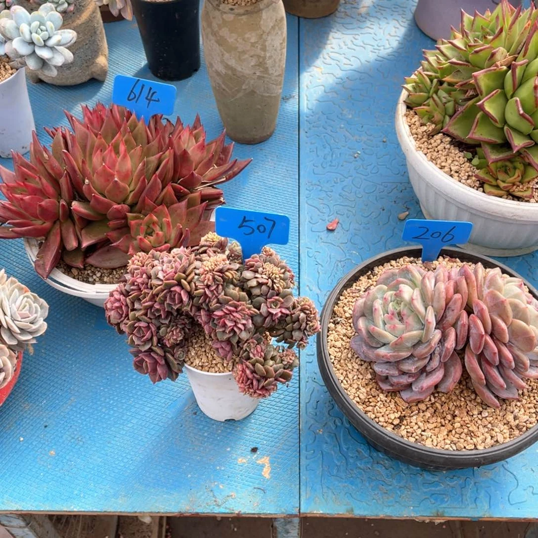 用****5507大红袍缀化多肉