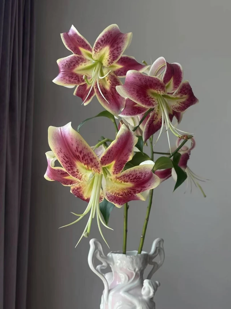当年开花《苏丹新娘周长20/22cm》百合种球