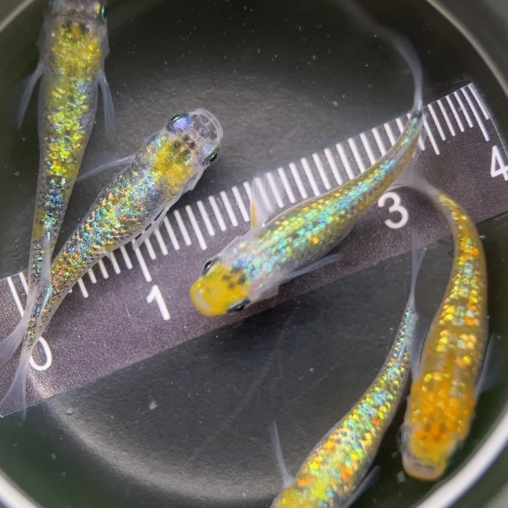 海水鱼猫饭星光22号