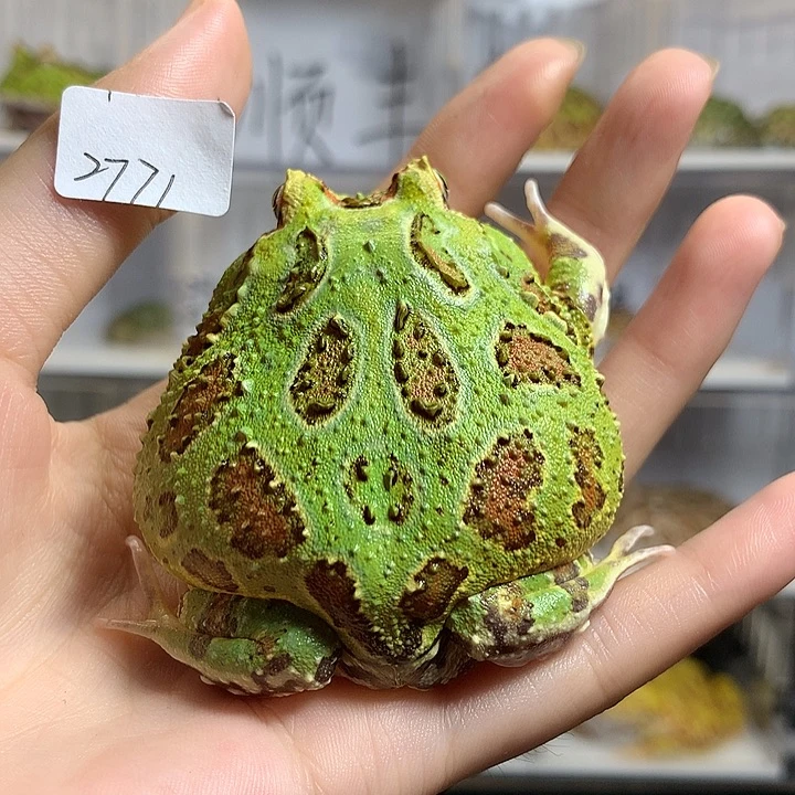 _***i角蛙2771绿角 绿角绿角 专拍