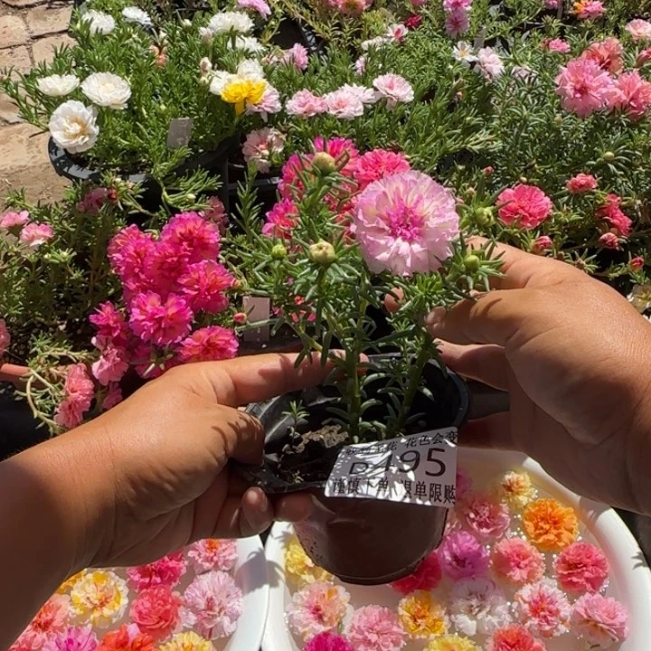 无花朵D495超小苗盆口10cm