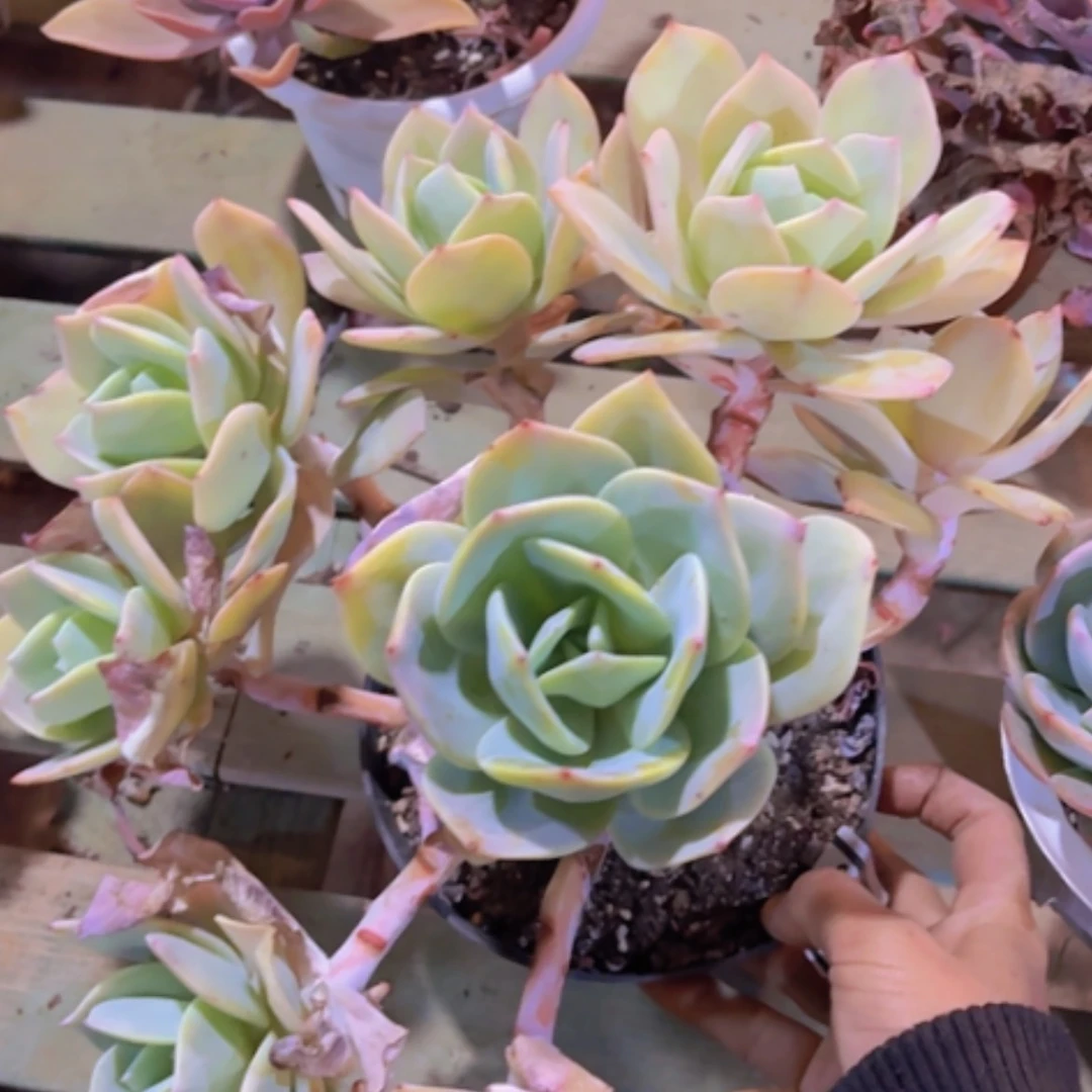 【闪购商品】抹茶24299