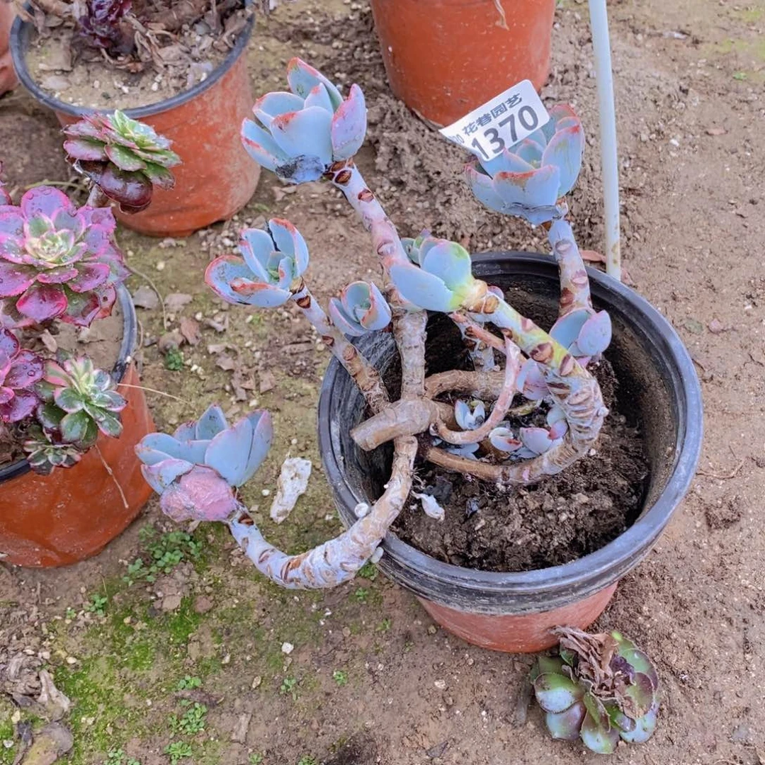 1370 号一物一拍多肉植物