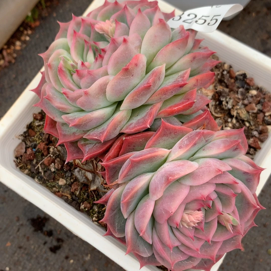 3255杂交多肉植物