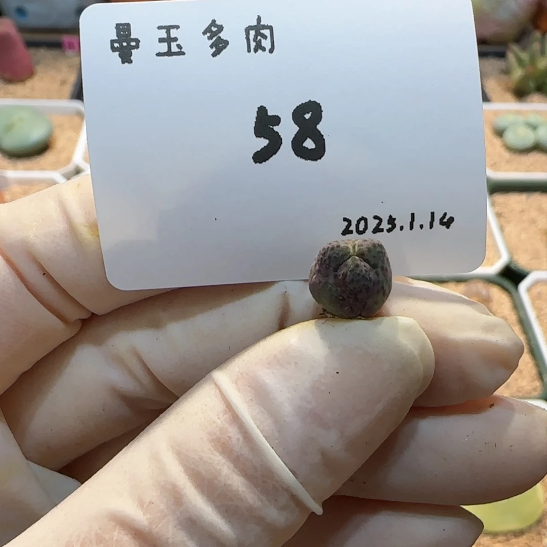 庄***鱼多肉多肉多肉1.14-058