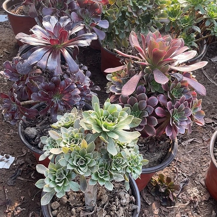 3棵玫瑰玫瑰玫瑰玫瑰