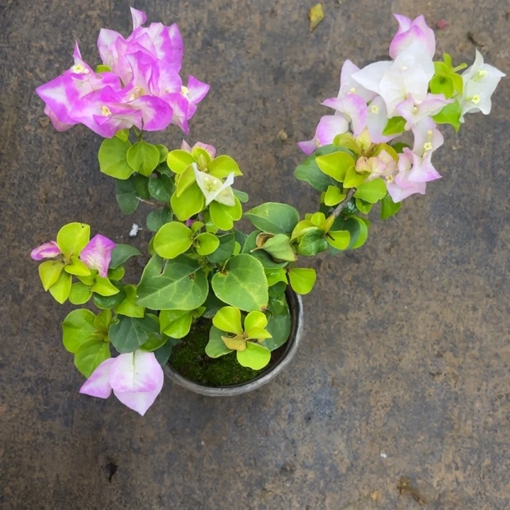 完全开放（温莎芝士）三角梅会落花落叶会光杆苗有大小