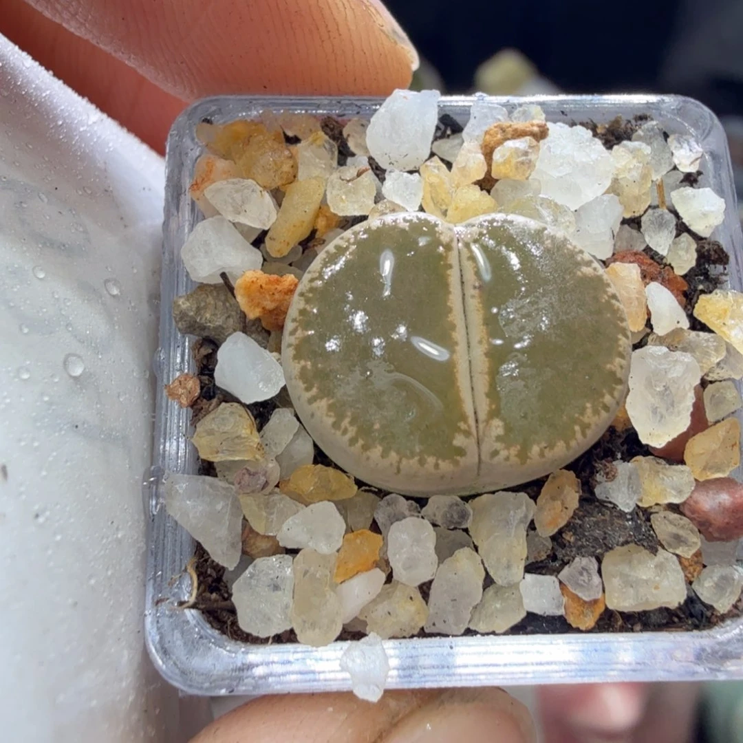 多肉植物开播福利冲冲634