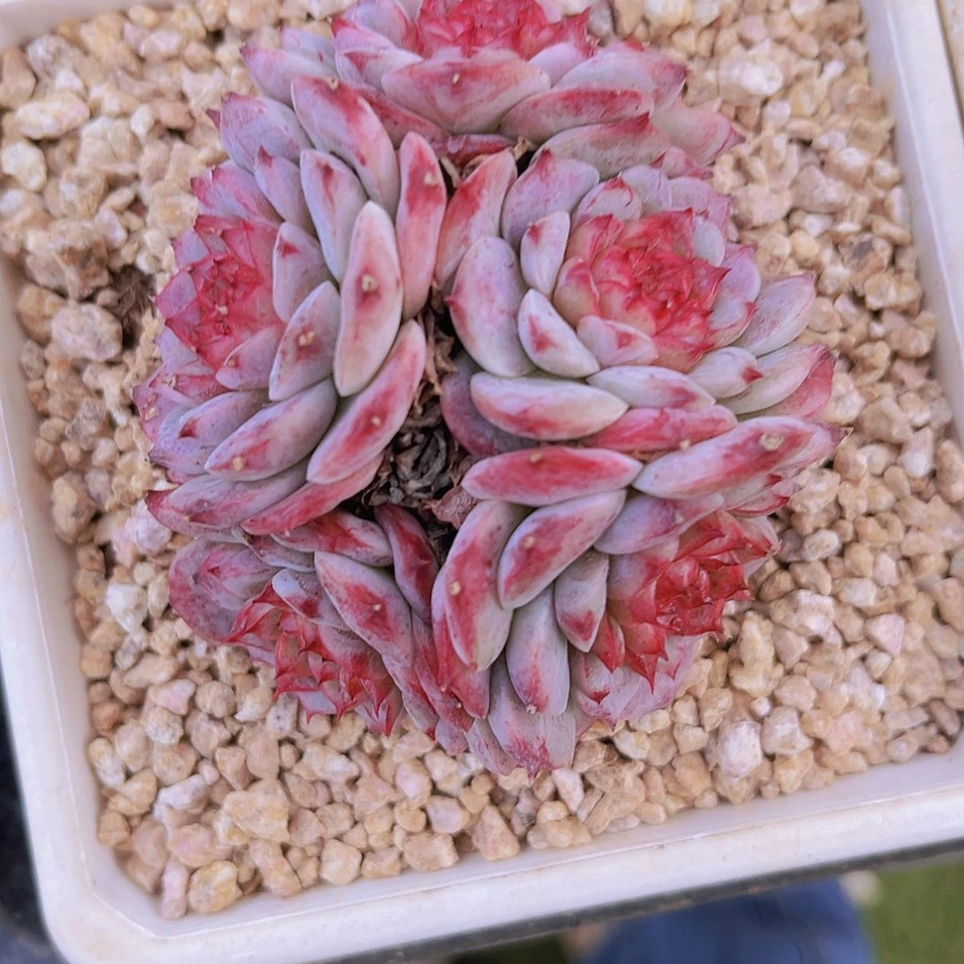 天鹅绒8.5公分99999888