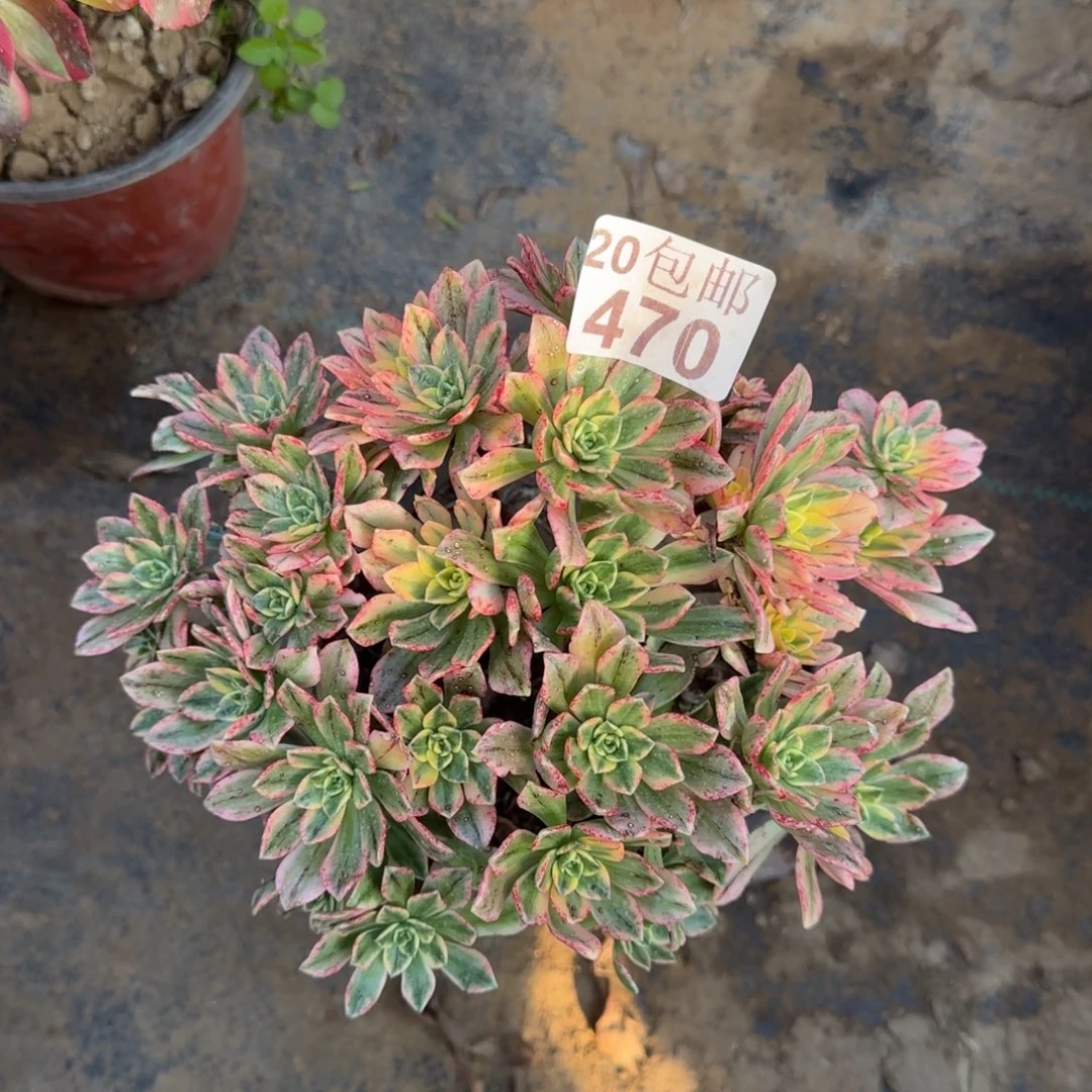 甜茶470满20包邮断枝不包