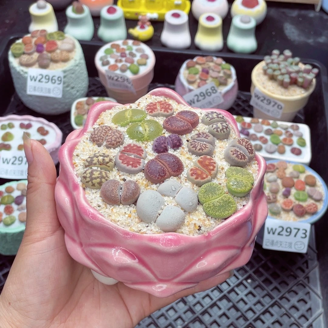 w2977 带盆土发货一物一拍