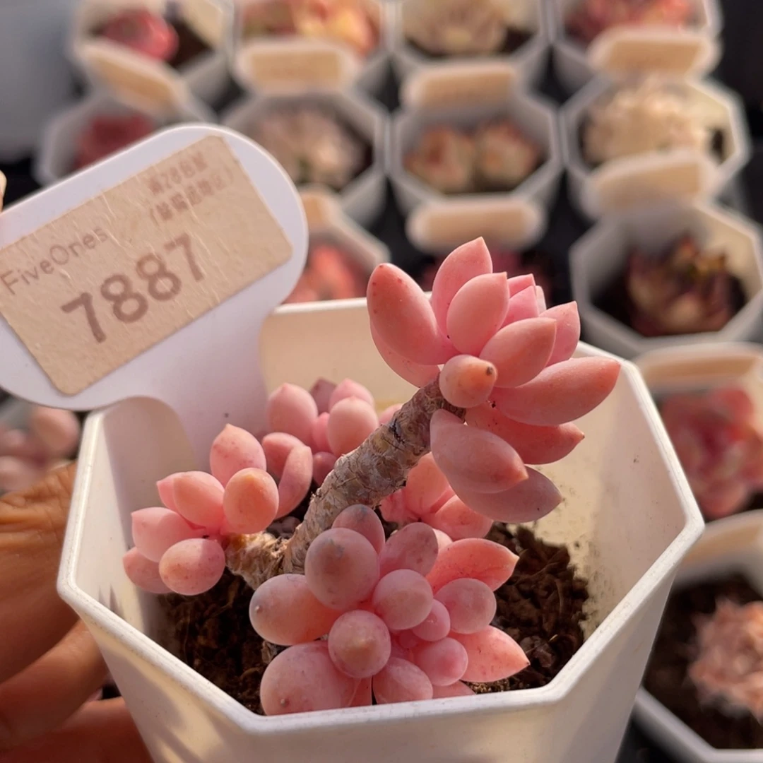 婴儿手指7887-6.0厘米