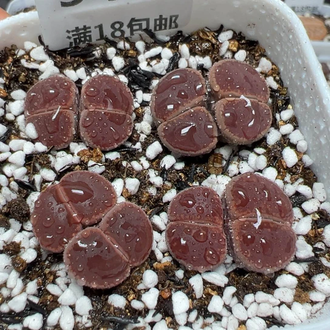 【闪购商品】 547。