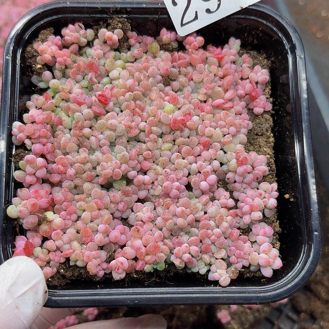 笙多肉植物多肉植物294
