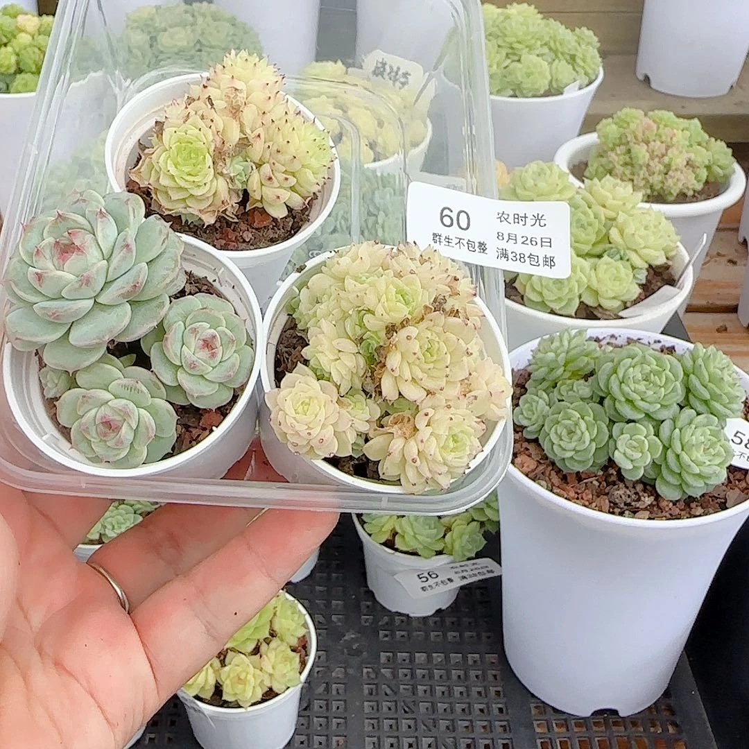 S***莉【闪购商品】0826-60散的打包