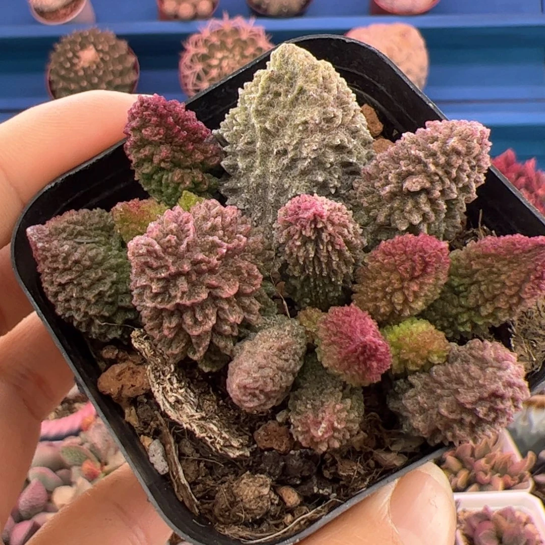 朱紫玉。                  