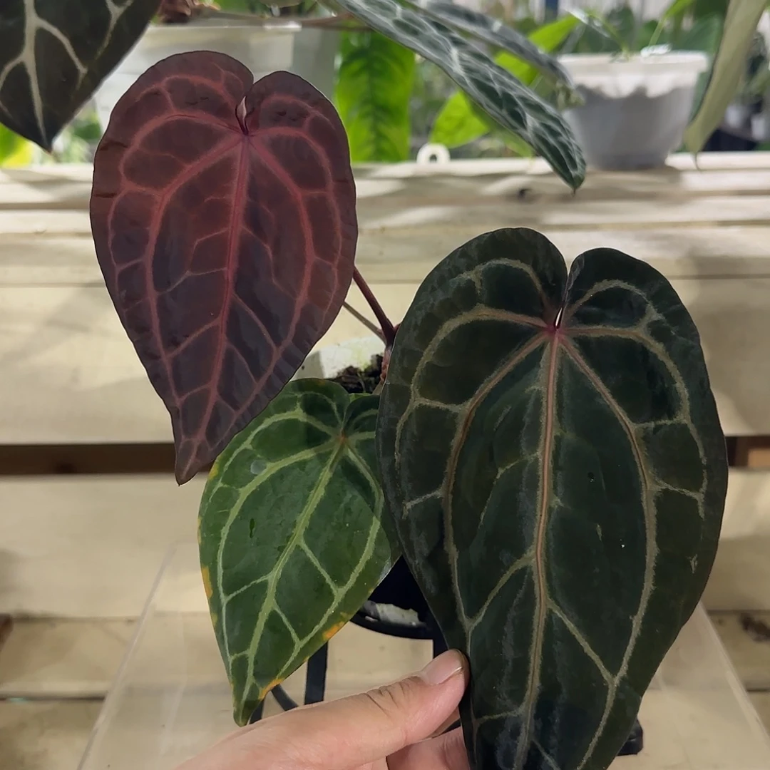 无花朵紫水晶花烛