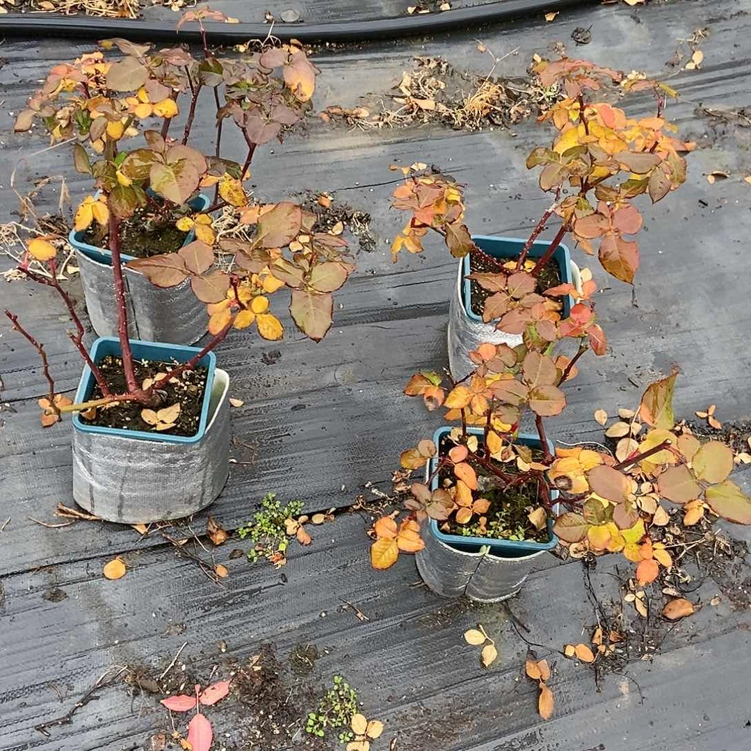 无花朵一加仑根结乔伊斯裸根