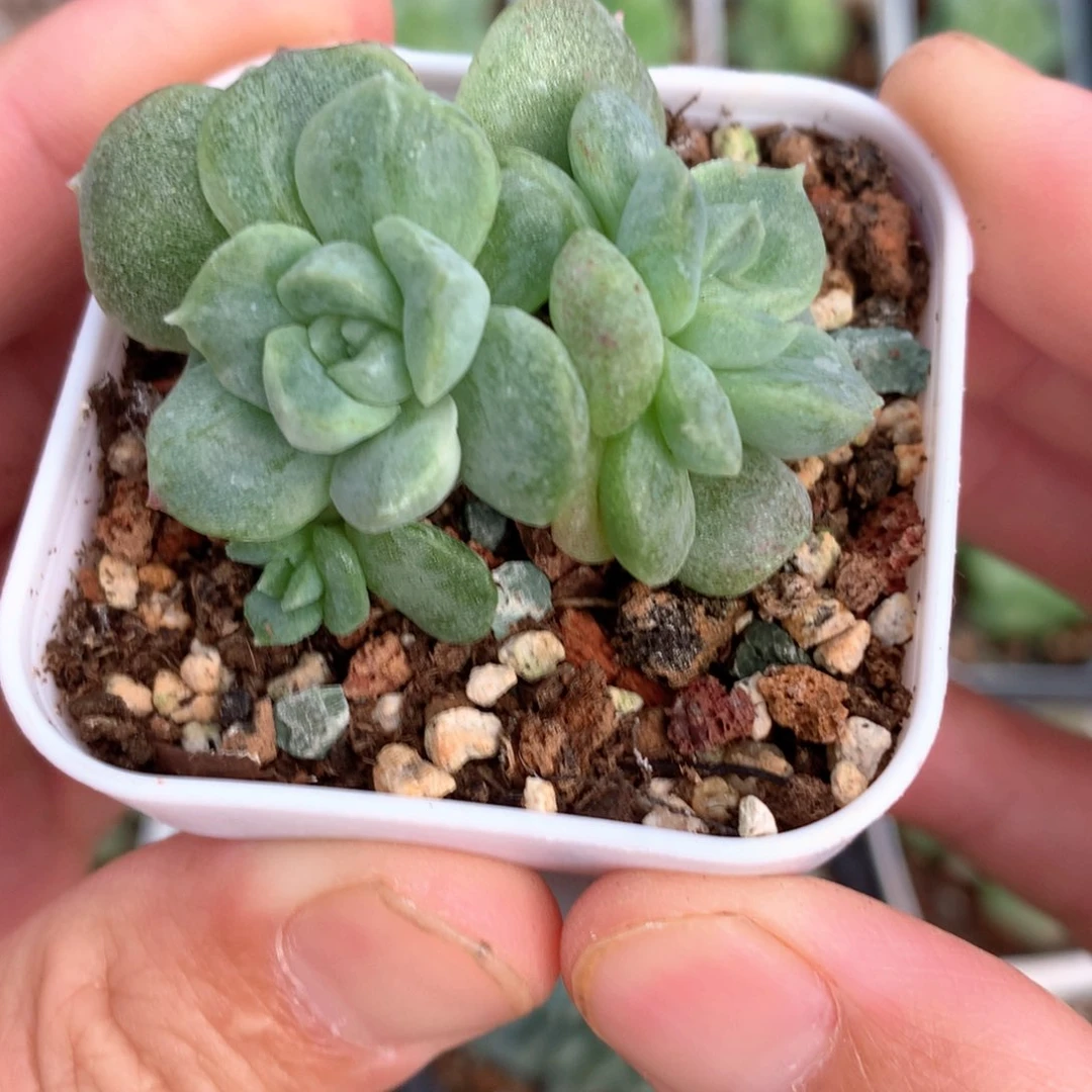 珍妮三头石化群13号♥️